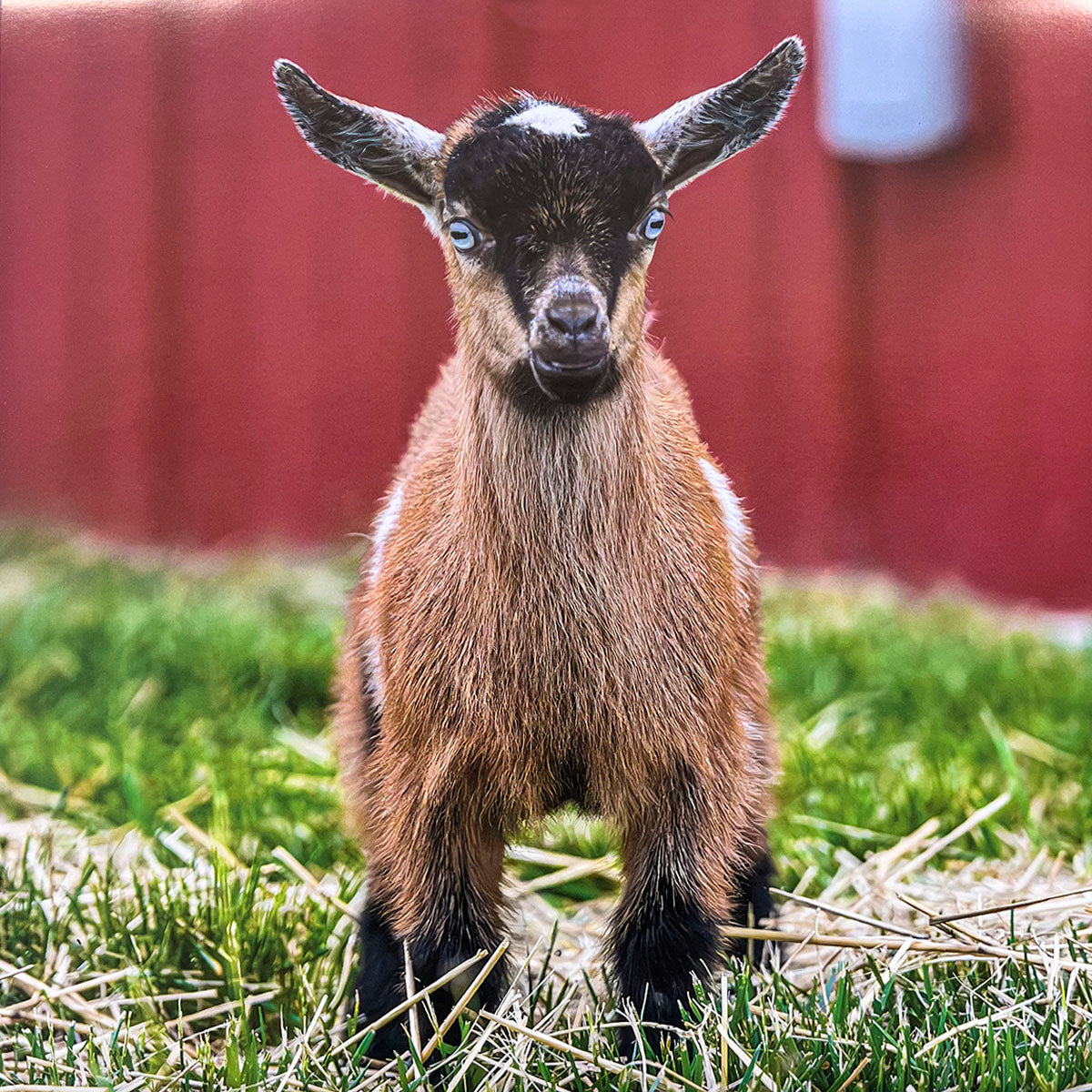 Captivating brown and black baby goat with mesmerizing blue eyes, standing on straw in front of a rustic red barn wall, looking innocent.