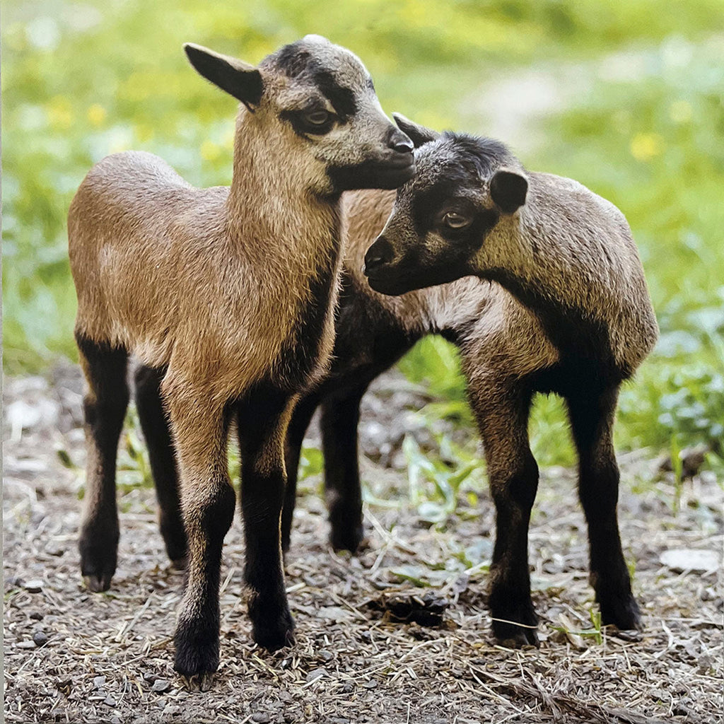 Two dark brown baby goats standing affectionately close to each other on a dirt path, with a soft green background, displaying companionship.