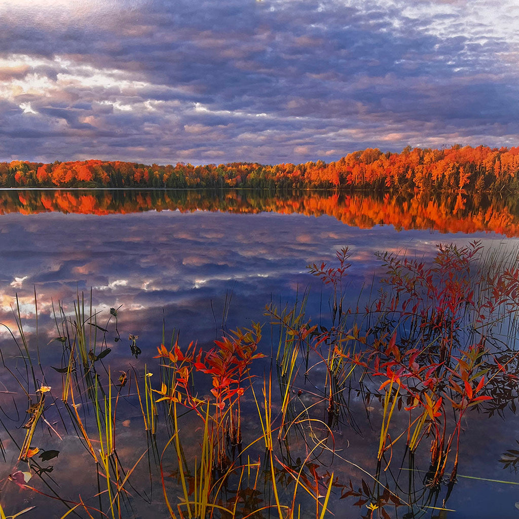 Vibrant autumn lake scene with brilliant red and orange trees reflecting in the still water under a cloudy sky, with tall grasses and red plants in the foreground. Great for a seasonal calendar, fall landscapes.