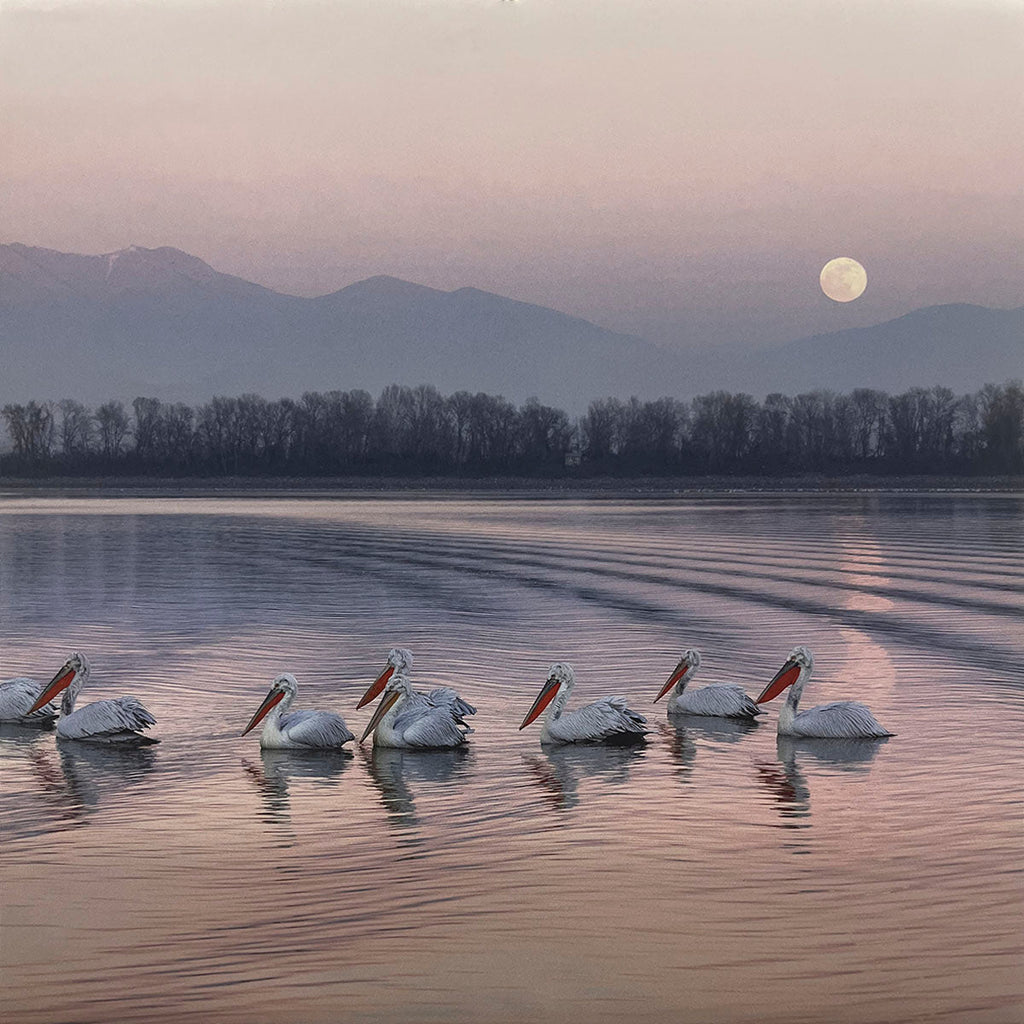 Peaceful scene of a group of pelicans swimming in formation on a calm lake at dusk, with a large full moon rising above distant mountains and a soft, pastel-colored sky. Keywords: wildlife calendar, serene moonlit lake.