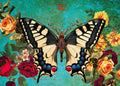 Vibrant vintage butterfly magnet featuring a swallowtail with black, cream, blue wings amidst red and yellow roses, green foliage, and a golden crown on a teal background. Ideal for fridge decor or magnetic surfaces.