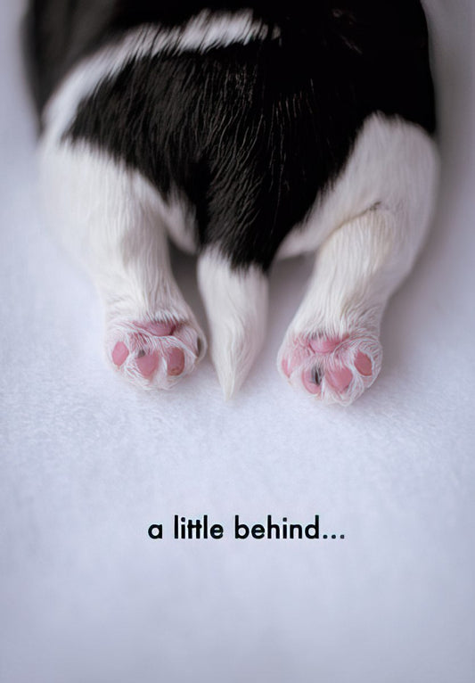 Close-up of a black and white puppy's rear with tiny pink paw pads on a white surface, with text 'a little behind...' below.