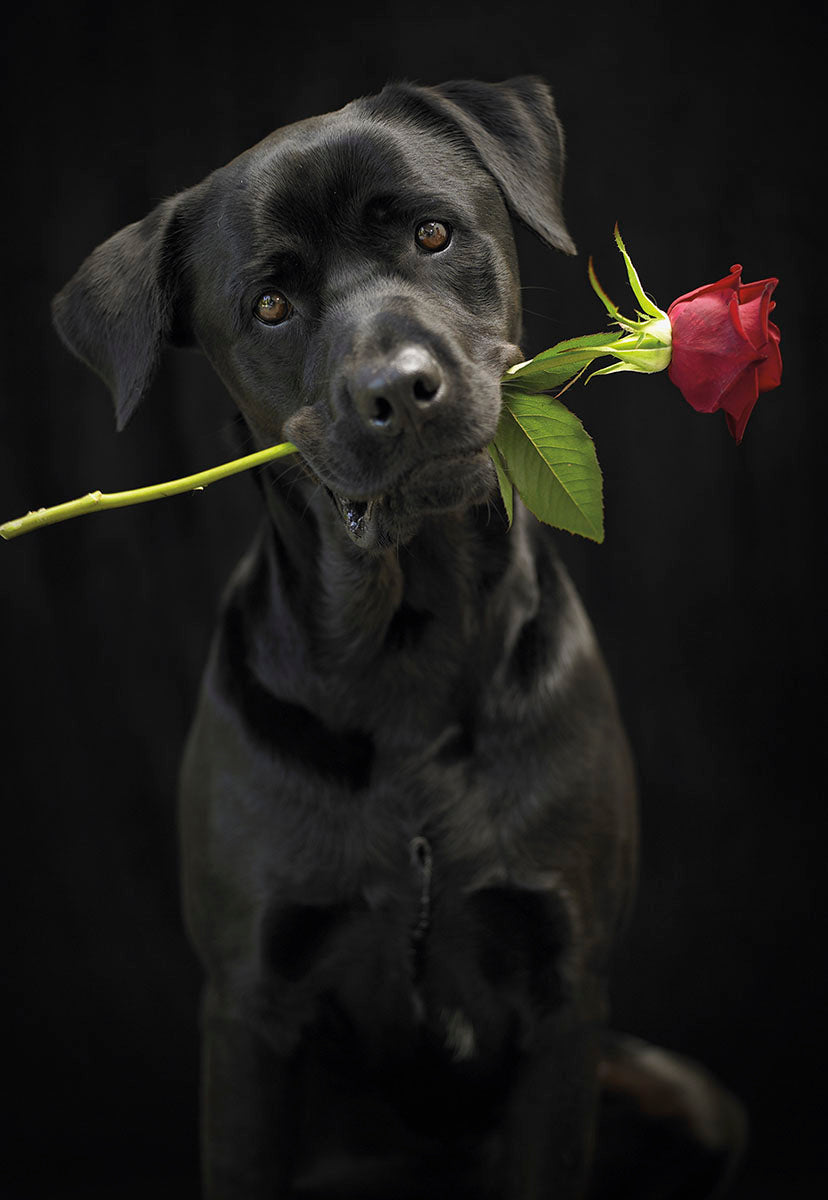 Front cover of a romantic greeting card featuring a black Labrador dog holding a vibrant red rose in its mouth, looking directly at the viewer with warm eyes against a dark, minimalist background. Perfect for Valentine's Day or anniversaries.
