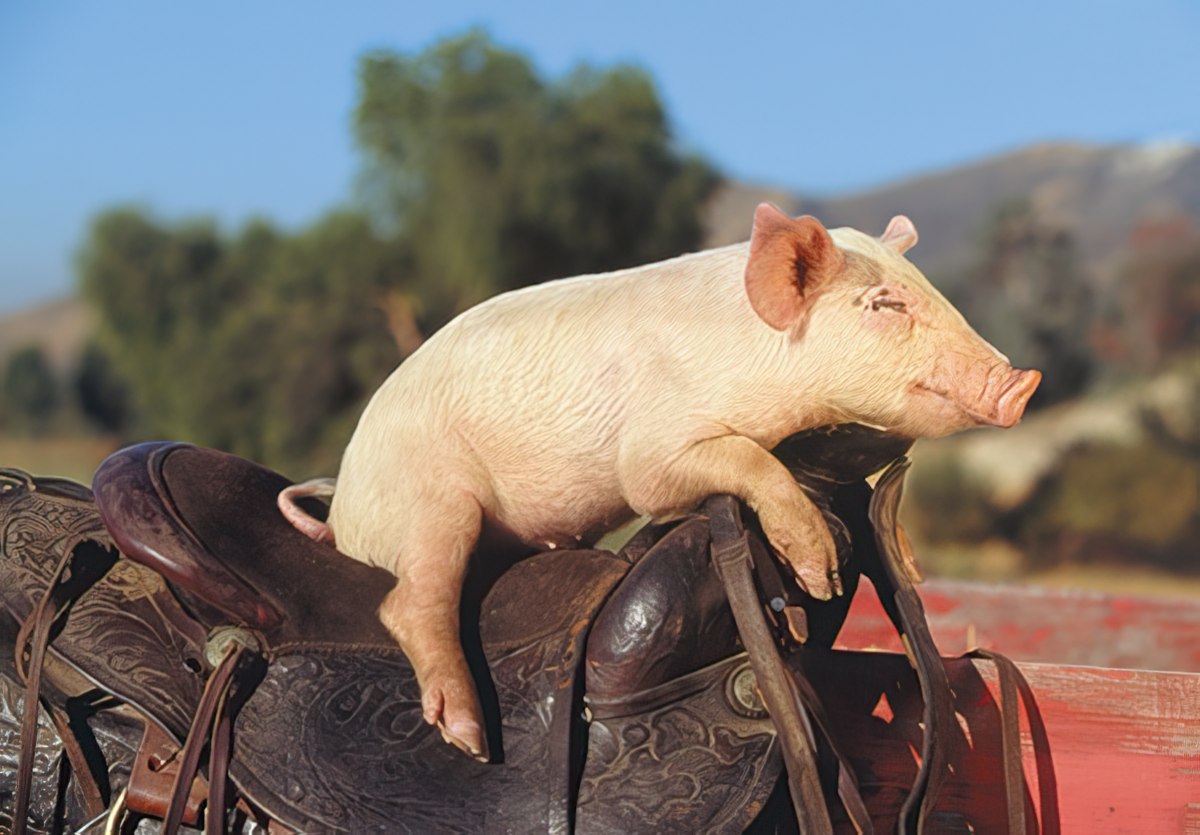 Funny birthday greeting card featuring a contented pig resting on a brown leather Western saddle outdoors, representing 'living high on the hog' humor. SEO keywords: funny greeting card, pig on saddle, humorous birthday card, Western theme, farm animal card, unique birthday gift, witty animal card.