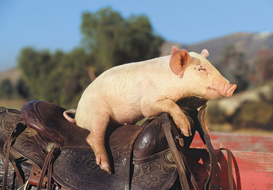 A content pig reclines on an ornate western saddle outdoors, beneath a clear blue sky, hinting at humor and rustic charm.