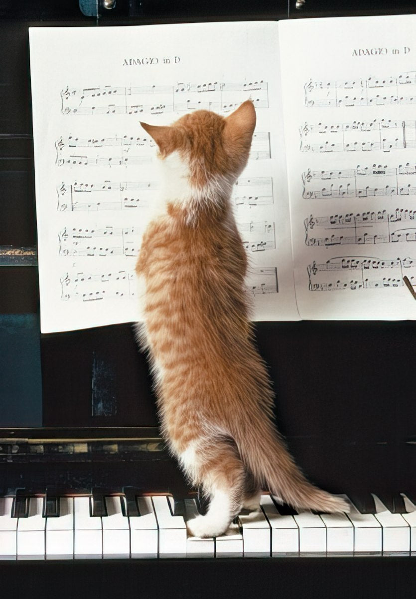 Cute orange and white kitten standing on black and white piano keys, looking up intently at classical sheet music titled 'ADAGIO in D', suggesting a playful musician theme.