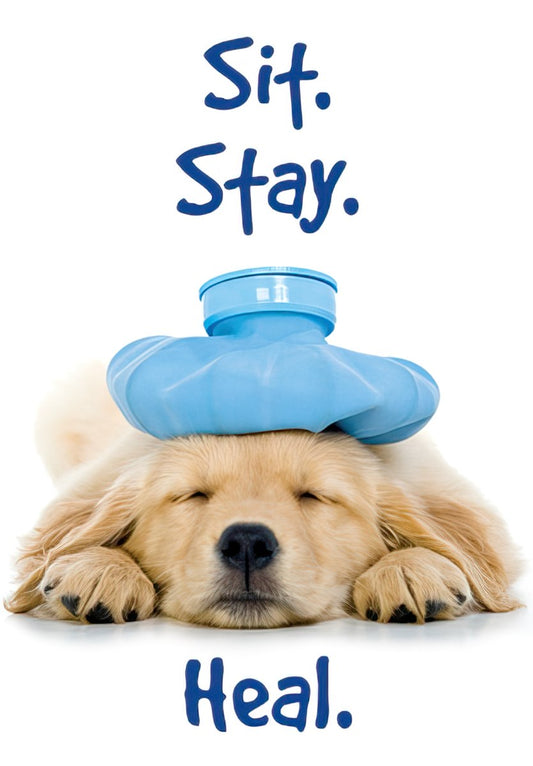 Front of a Get Well Soon greeting card featuring a sleeping golden retriever puppy with a blue ice pack on its head. Text: Sit. Stay. Heal.
