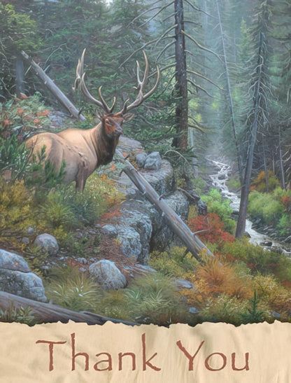 Elk in Forest