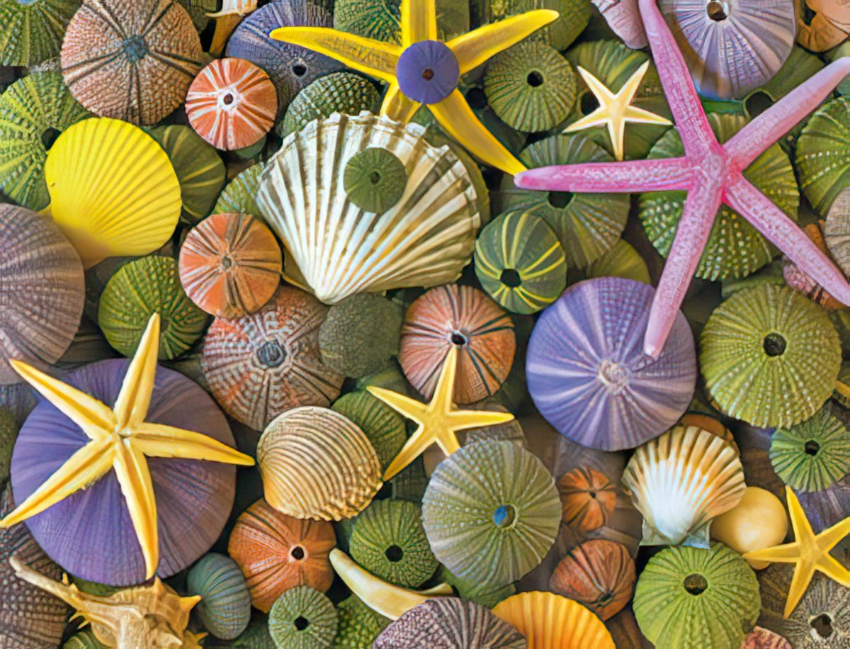 Vibrant marine life greeting card design featuring an assortment of colorful sea urchins, patterned seashells, and bright starfish in hues of purple, green, yellow, and pink, suggesting an ocean or beach theme suitable for a cheerful message.
