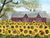 SUNFLOWERS OUTSIDE OF RED BARN