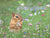 Chipmunk holding flower in field