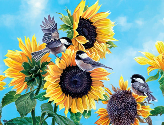 Three black-capped chickadees playing amongst vibrant yellow sunflowers under a clear blue sky, one in flight, two perched.