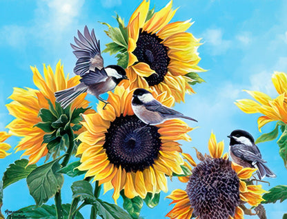 Three black-capped chickadees playing amongst vibrant yellow sunflowers under a clear blue sky, one in flight, two perched.