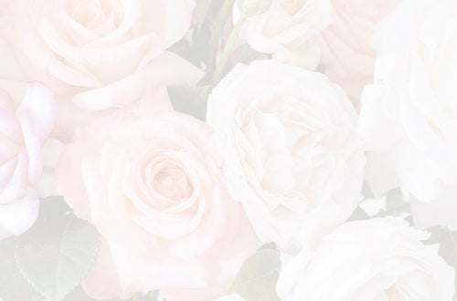 Soft focus background of delicate pink and creamy white roses, ideal for a serene and elegant greeting card backdrop.