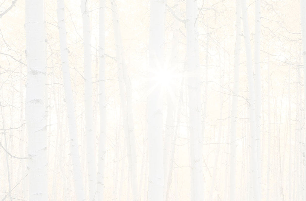 Subtle and serene alt text for the reverse side or interior design of a 'Thank You' card, showcasing a faint birch tree forest with a soft sun effect, perfect for personalization.
