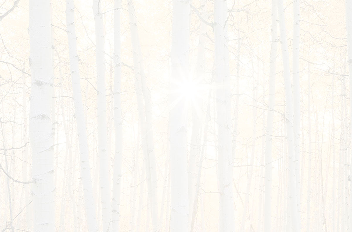 Subtle and serene alt text for the reverse side or interior design of a 'Thank You' card, showcasing a faint birch tree forest with a soft sun effect, perfect for personalization.