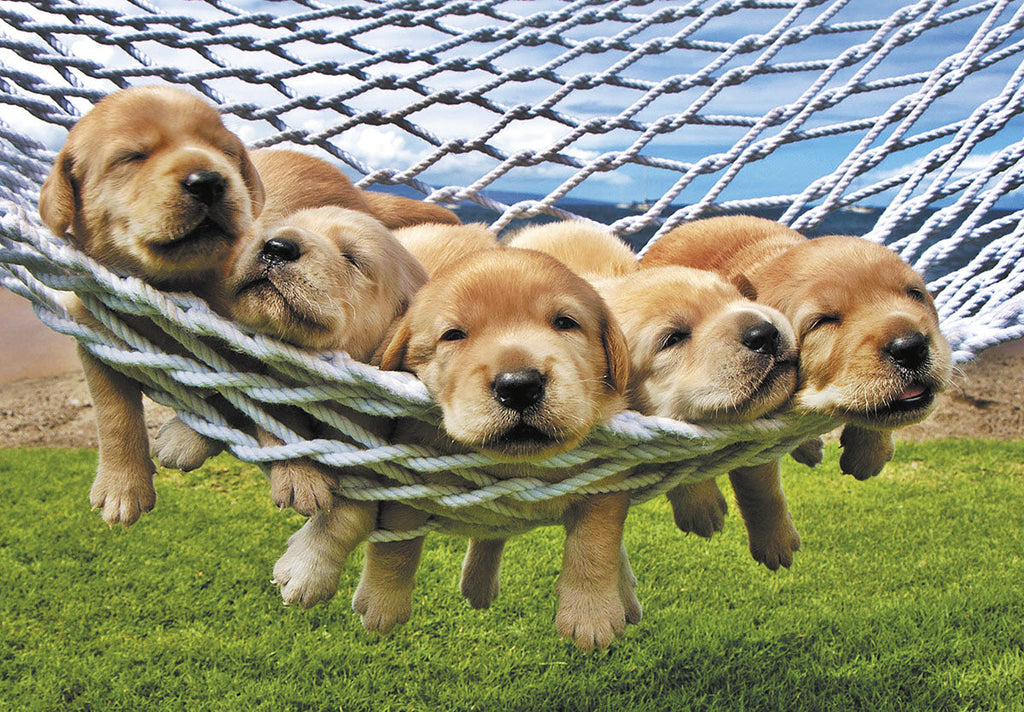 Five adorable golden retriever puppies relaxing in a white rope hammock over green grass, with a clear blue sky and faint clouds in the background, conveying a sense of warmth and cuteness.