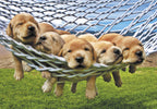 Five adorable golden retriever puppies relaxing in a white rope hammock over green grass, with a clear blue sky and faint clouds in the background, conveying a sense of warmth and cuteness.