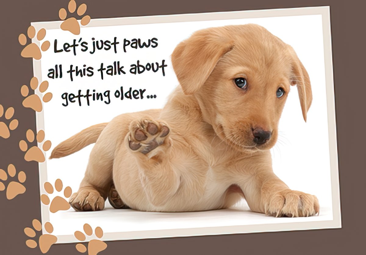 Funny greeting card with an adorable golden retriever puppy. The card reads 'Let's just paws all this talk about getting older...' with paw print borders, perfect for a cheerful celebration.