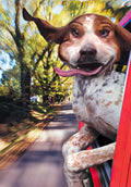 Happy dog with floppy ears and tongue out, leaning out of a car window on a sunny road trip, conveying joyful birthday wishes and adventure.