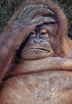 Humorous greeting card featuring an orangutan with a 'facepalm' expression, suitable for funny age-related celebrations.