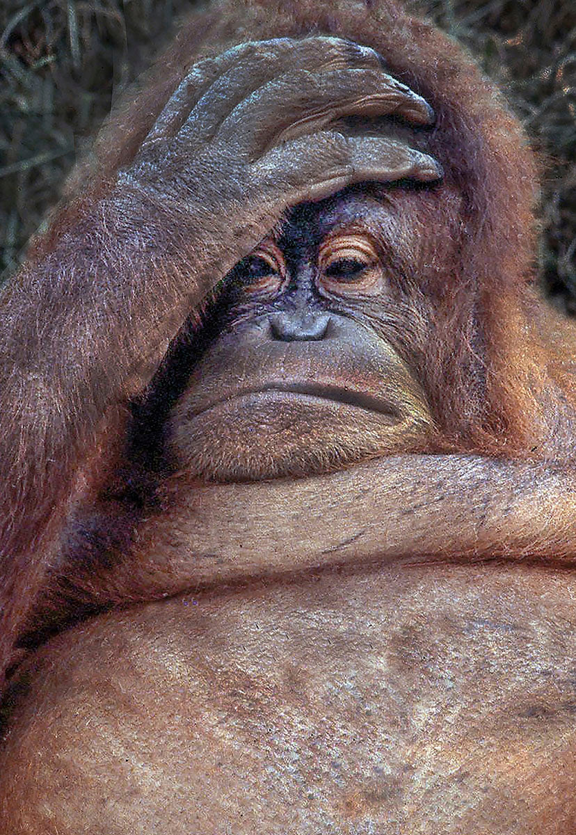 Humorous greeting card featuring an orangutan with a 'facepalm' expression, suitable for funny age-related celebrations.