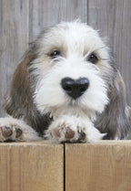 Adorable fluffy white and brown puppy dog peering over a wooden box, with expressive eyes, perfect for a cute friendship greeting card.