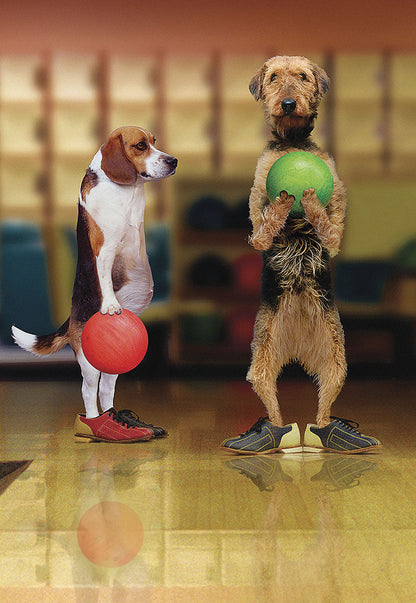 Two dogs, a beagle and a terrier, standing upright in bowling shoes holding bowling balls in an alley, front view.