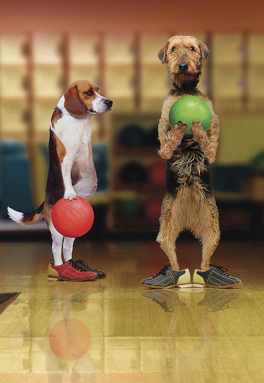 Two dogs, a beagle and a terrier, standing upright in bowling shoes holding bowling balls in an alley, front view.