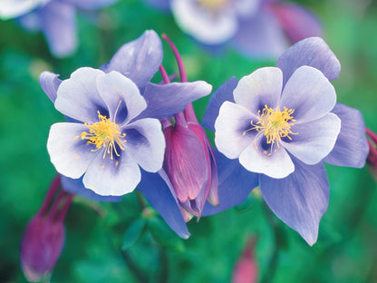 Close-up of two delicate purple and white Colorado columbine flowers with yellow centers.