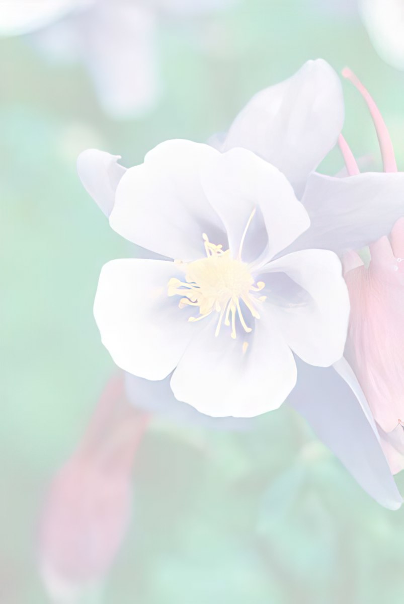 Faded, soft focus image of a single white and purple columbine flower.
