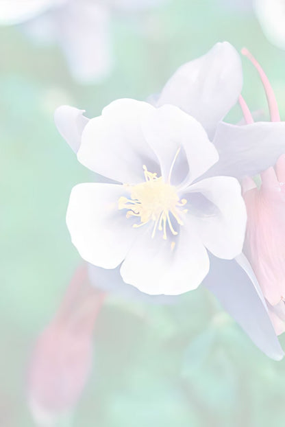 Faded, soft focus image of a single white and purple columbine flower.