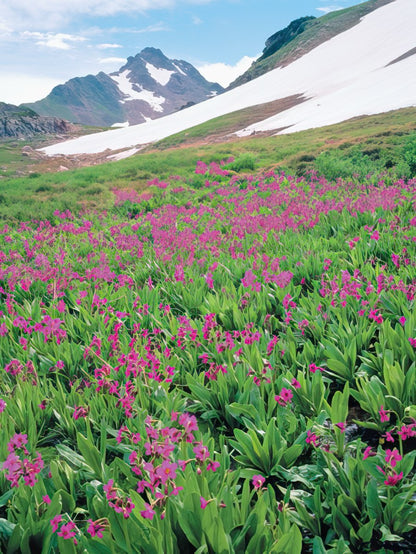 A vibrant field of pink wildflowers with snowy mountains in the background under a blue sky.