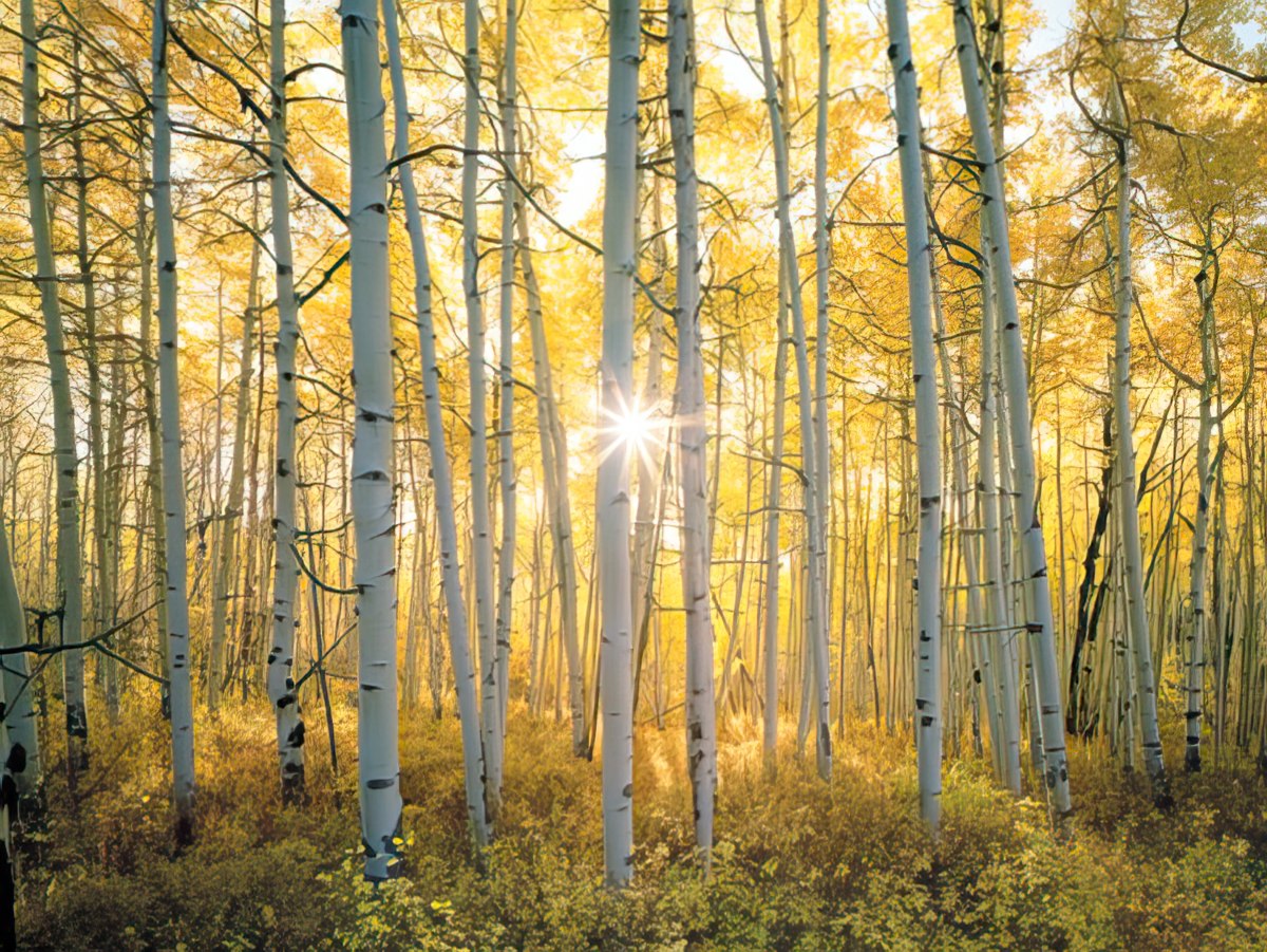 Sun rays bursting through a dense grove of golden aspen trees in autumn.