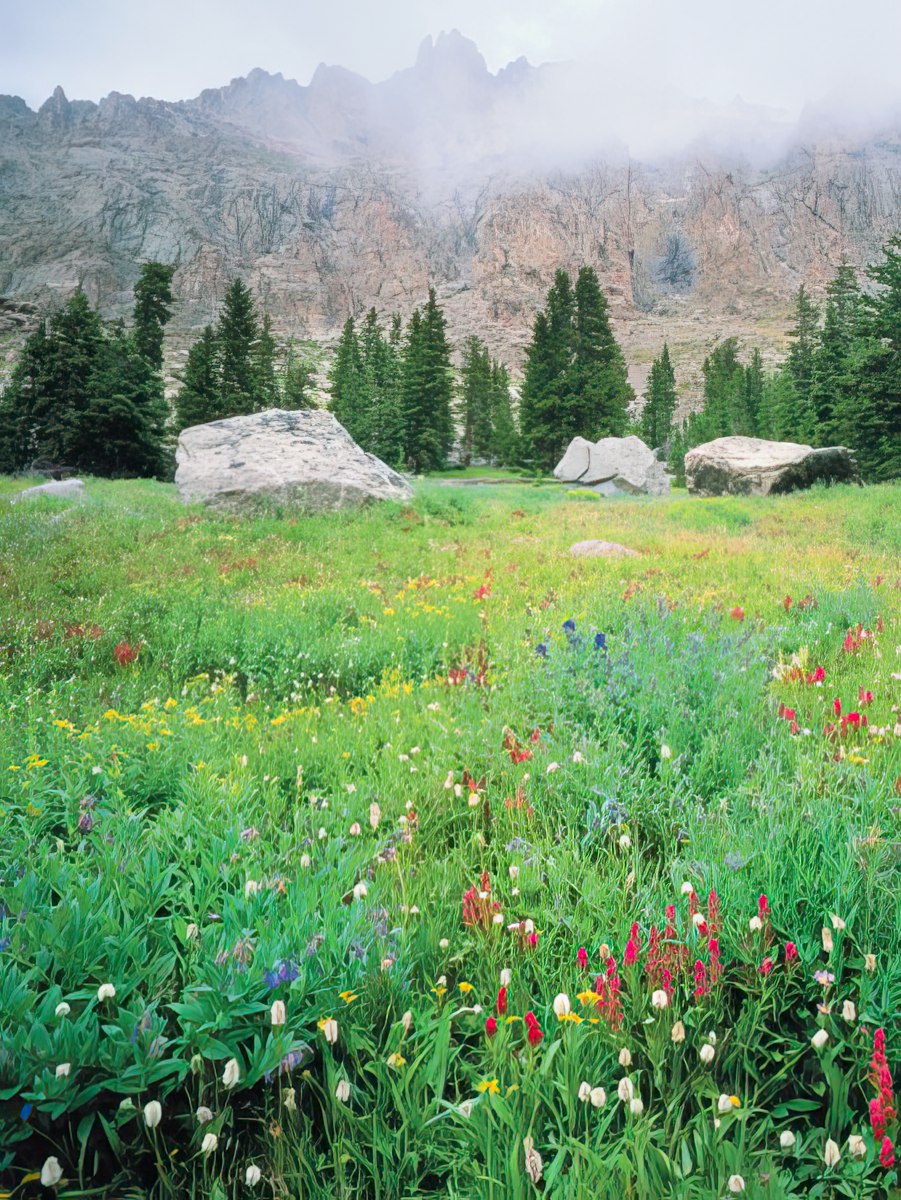 A lush green meadow filled with colorful wildflowers at the base of large, misty mountains and pine trees.