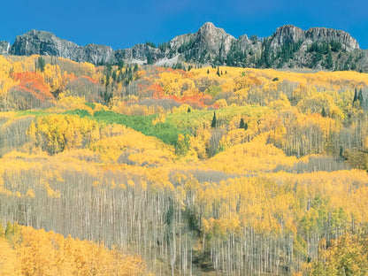 A wide landscape view of golden aspen forests covering a mountain hillside under a clear blue sky.