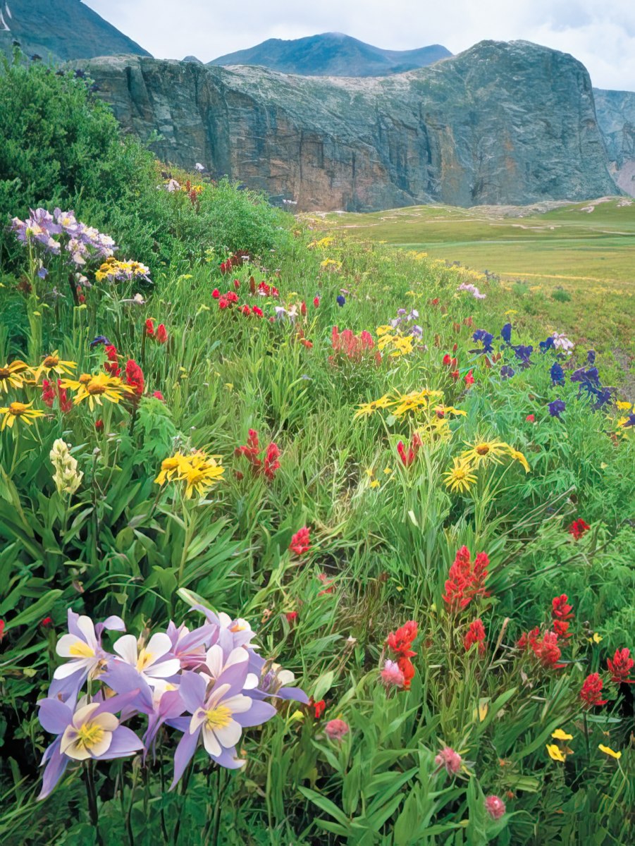 A vibrant wildflower meadow with diverse colors and a large rock formation in the background under rocky mountains.
