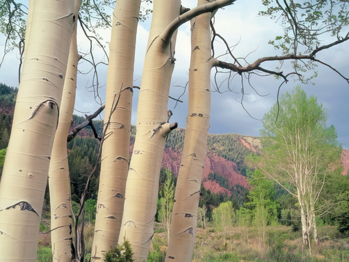 A cluster of white aspen tree trunks against a backdrop of green and reddish mountains.