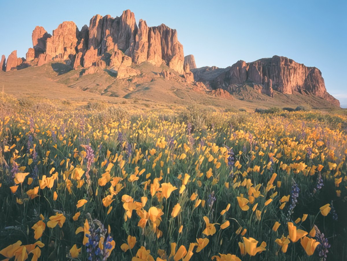 A field of yellow wildflowers and purple lupines at the base of dramatic, rugged desert mountains at golden hour.