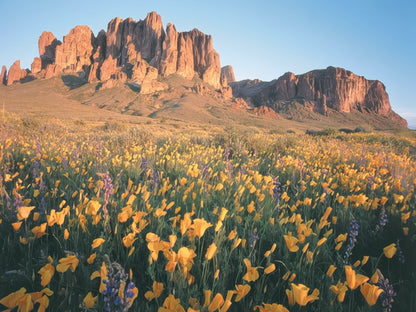 A field of yellow wildflowers and purple lupines at the base of dramatic, rugged desert mountains at golden hour.