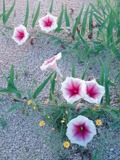 Close-up of pink and white morning glory-like flowers with green leaves and small yellow flowers on gravelly ground.