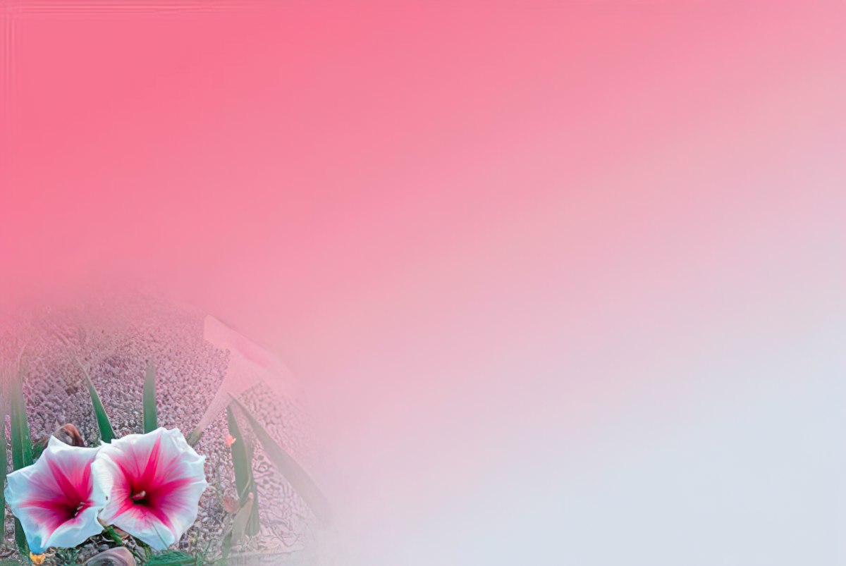 A soft gradient background of pink fading to white, with morning glory flowers blurred in the lower left corner.
