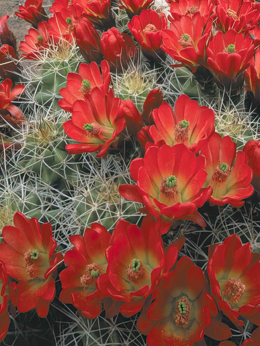 A cluster of vibrant red cactus flowers with visible spines and green buds, filling the frame.