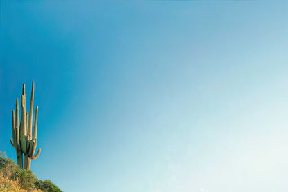 A solid light blue background with a saguaro cactus partially visible on the left edge.
