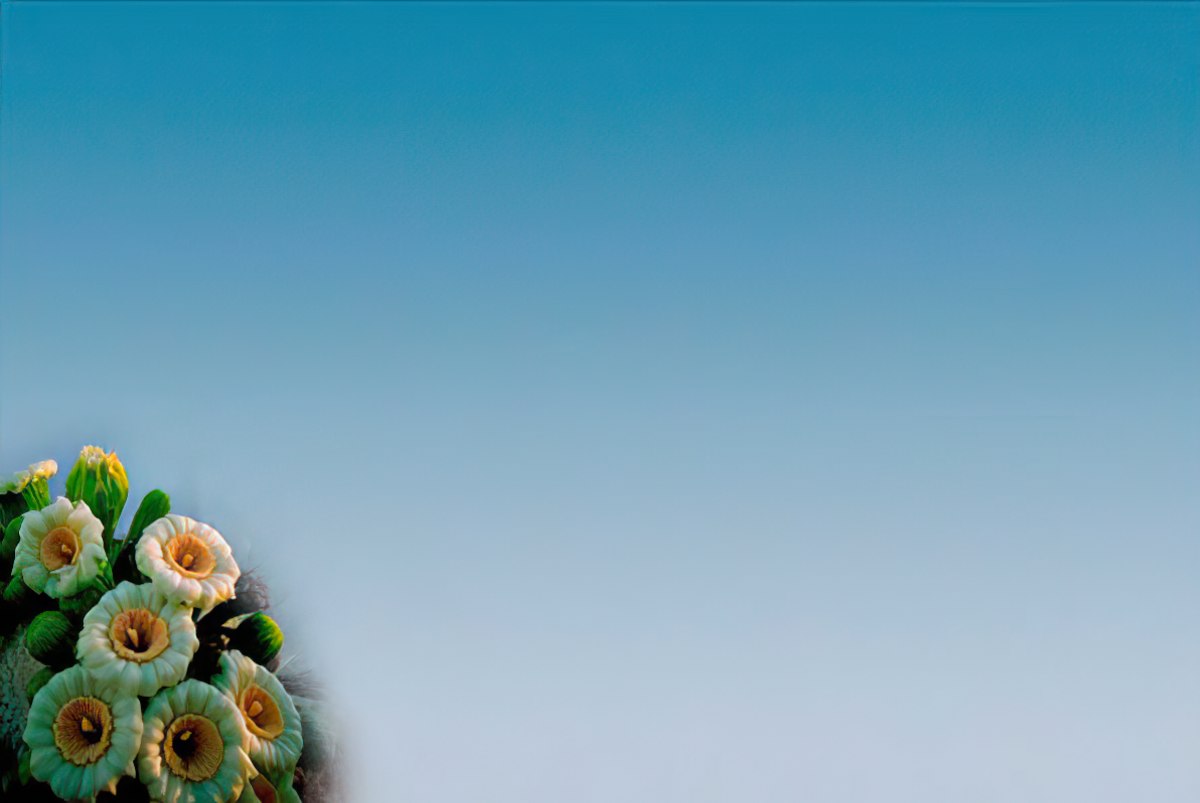 A soft gradient background from light blue to white, with saguaro cactus flowers blurred in the lower left.