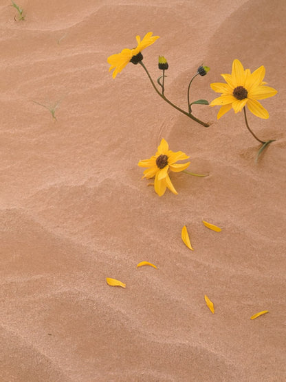 Three yellow desert sunflowers on sand dunes, with scattered petals, under a bright, subtle sky.
