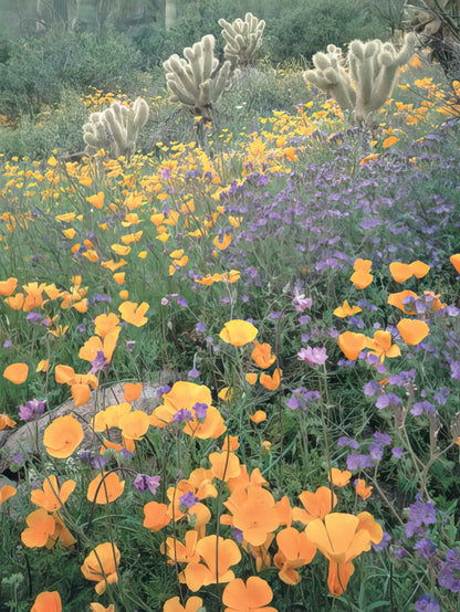 A vibrant field of yellow poppies and purple wildflowers with fuzzy cholla cacti in the background.