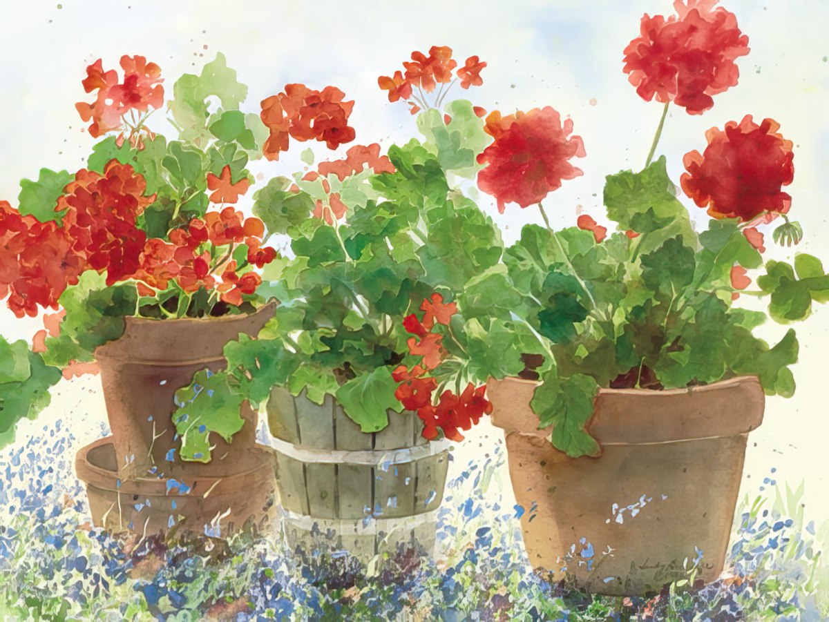 Judy Buswell watercolor art of three terracotta pots overflowing with vibrant red geraniums.
