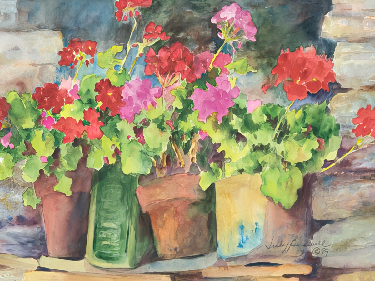 Judy Buswell watercolor art showcasing vibrant pink and red geraniums in various terracotta and green pots.