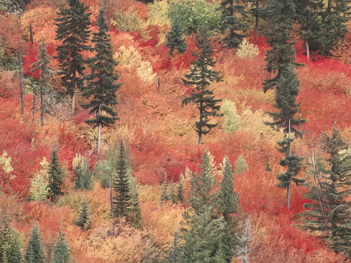 Vibrant autumn forest landscape with a tapestry of red, orange, and green foliage on numerous evergreen trees.